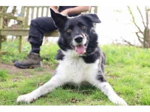 Archie - Male Border Collie Photo