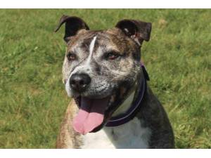 Aussie - Male A Crossbreed Photo