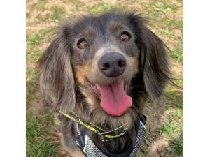 Delores - Female Dachshund: Std Smooth Hr Photo