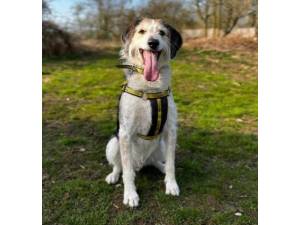 Eddie H - Male Foxhound Photo