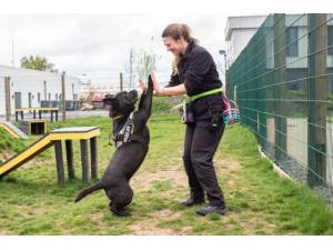 Kiko - Female Staffordshire Cross (SBT) Photo