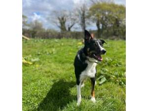 Rex - Male Border Collie Photo