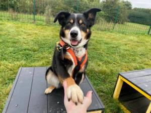 Rue - Male Border Collie Photo