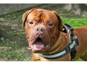 Thor - Male Dogue De Bordeaux Photo