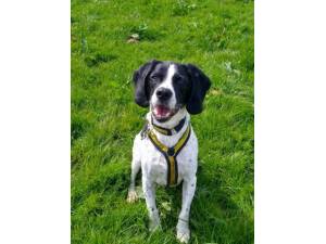 Wilbur - Male A Crossbreed Photo