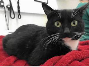 SALLY - Domestic Shorthair
crossbreed Photo