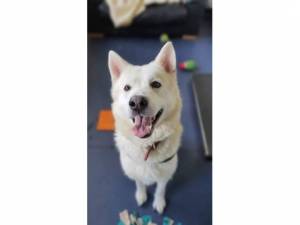 Dusky - Male Dogs Photo