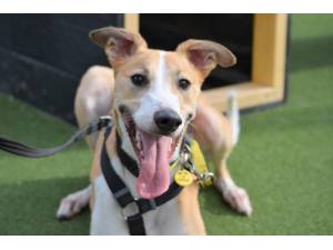 Clay - Male Lurcher Photo