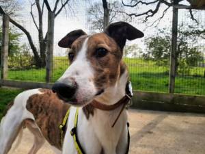King - Male Greyhound Photo