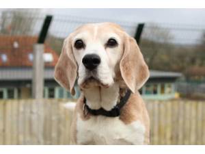 Lillie - Female Beagle Photo
