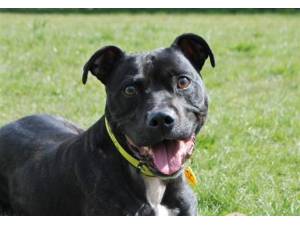 Loki - Male Staffordshire Bull Terrier (SBT) Photo