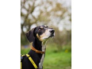 Matthew - Male Saluki Photo
