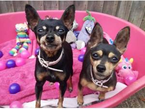 WILMA AND NELLIE - Miniature Pinscher Photo