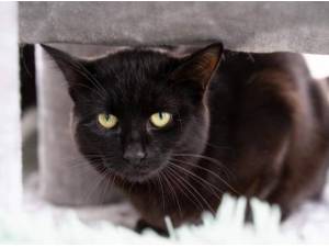 STIG AND DUMPLING - Domestic Shorthair
crossbreed Photo