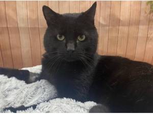 PANCAKE - Domestic Shorthair
crossbreed Photo