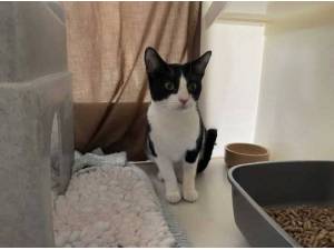 JAX - Domestic Shorthair
crossbreed Photo