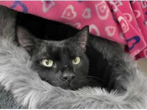 BARNEY - Domestic Shorthair
crossbreed Photo