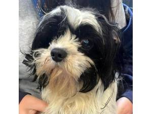 Shiver - Female Shih Tzu Cross Photo