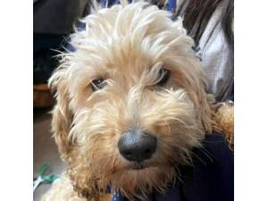 Esme - Female Cockapoo (Cocker Spaniel cross Poodle) Photo