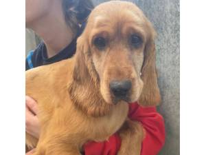 Hemp - Female Cocker Spaniel Photo