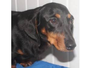 Constance - Female Dachshund Photo