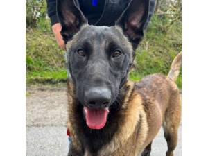 Axel - Male Belgian Malinois Photo