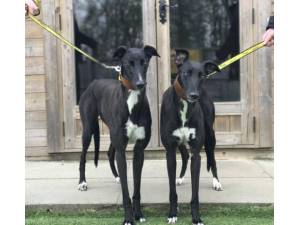 Louise - Female Greyhound Photo