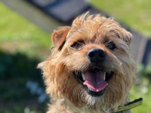 Murphy - Male A Crossbreed Photo