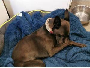 PEPPER - Lurcher
crossbreed Photo