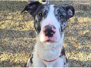 PRINCE - Great Dane
crossbreed Photo