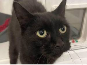 BERNARD - Domestic Shorthair
crossbreed Photo