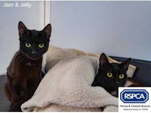 JAM AND JELLY - Domestic Shorthair
crossbreed Photo