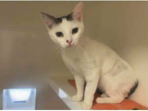 TOFU - Domestic Shorthair
crossbreed Photo