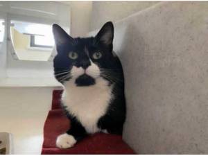 OREO - Domestic Shorthair
crossbreed Photo