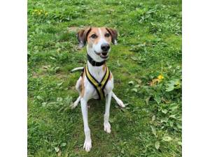 Chester - Male Lurcher Photo