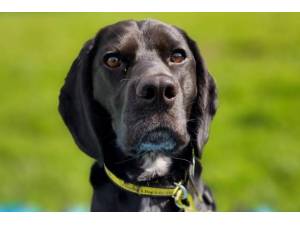 Cooper - Male A Crossbreed Photo
