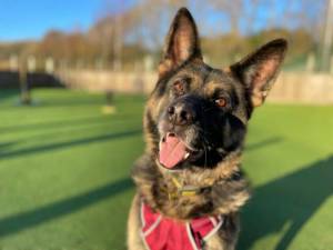 Daphne - Female German Shepherd Dog (GSD / Alsatian) Photo