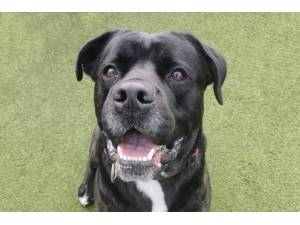 Max - Male Cane Corso Photo