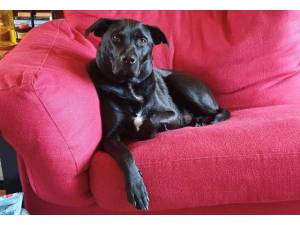Shadow - Male Lab Cross Photo