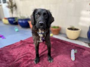 Mickey - male Cocker Spaniel X Photo