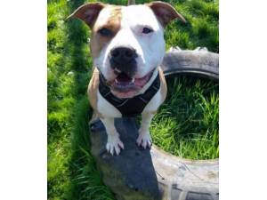 Mabel - Female American Bulldog Cross Photo
