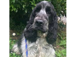 Elder - Female Cocker Spaniel Photo