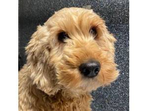 Wioleta - Female Cockapoo (Cocker Spaniel cross Poodle) Photo
