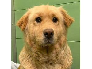 Dart - Female Chow Chow Cross Golden Retriever Photo