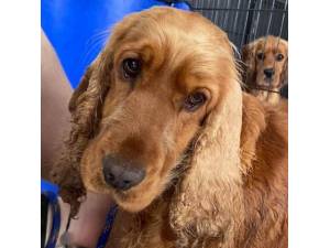 Zara - Female Cocker Spaniel Photo