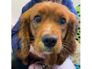 Dusty - Male Cocker Spaniel Cross Cavalier Photo