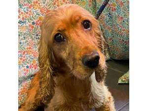Thrill - Female Cocker Spaniel Photo
