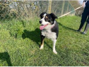 BARNEY - Border Collie
crossbreed Photo