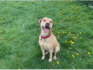 DOBBY - Mastiff
crossbreed Photo