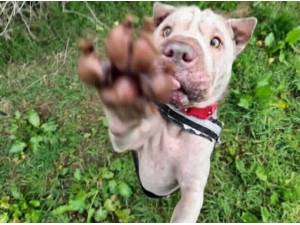 KITA - Shar-Pei Photo